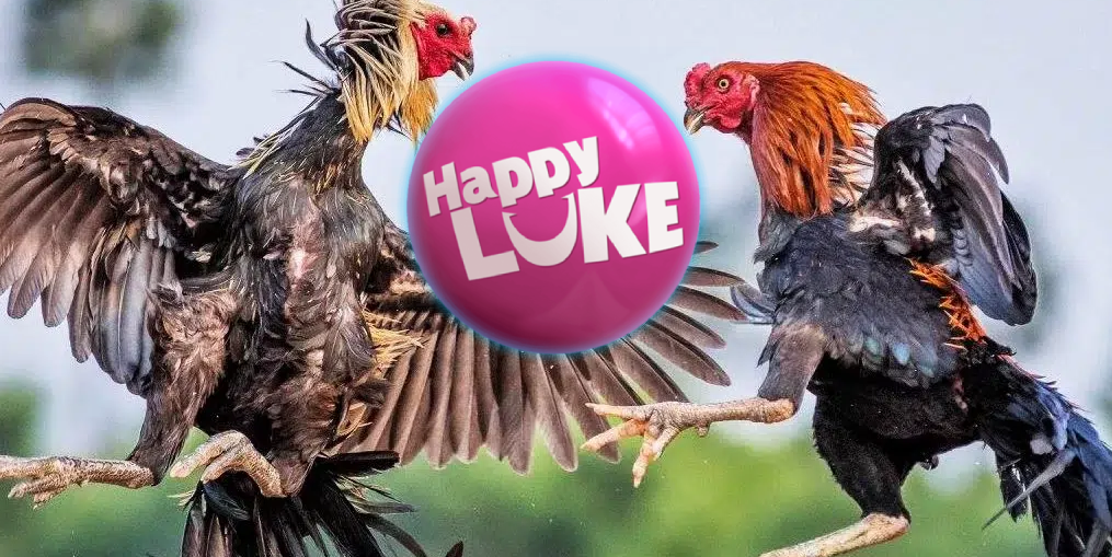 การชนไก่Happyluke